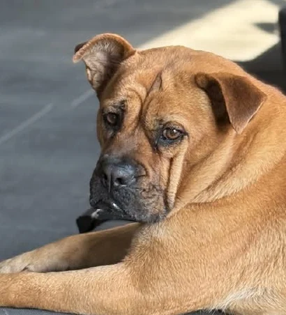Luna, la perra de Lyon Gym, echada sobre una cinta